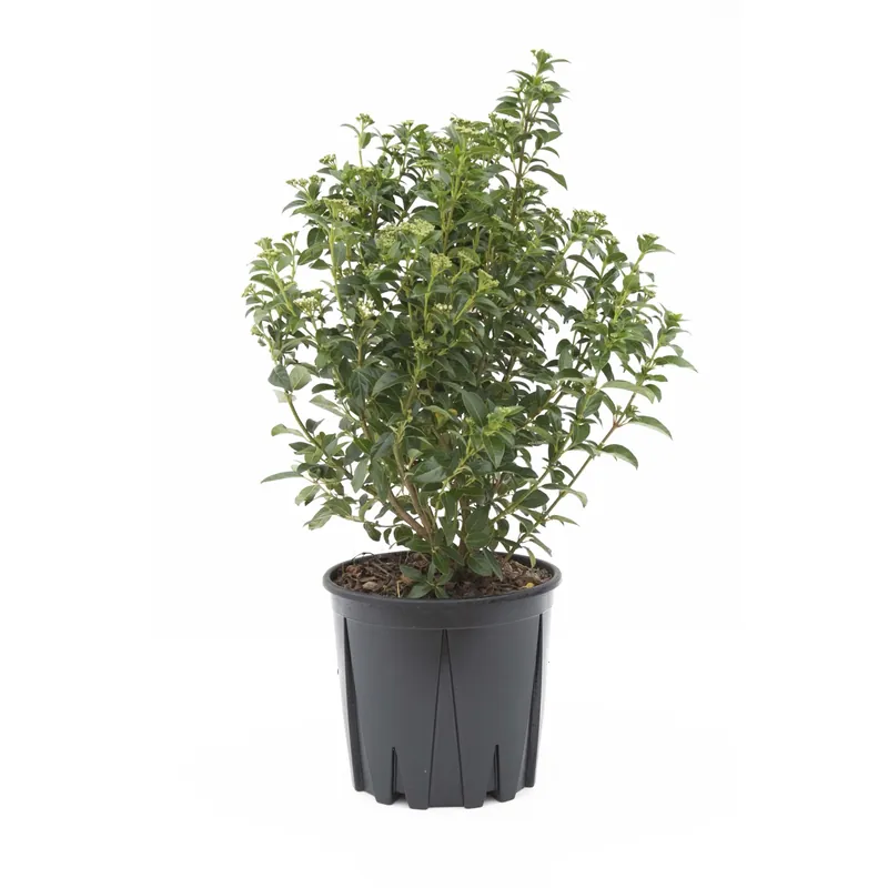Lentaggine Eve Price h 40-50 cm