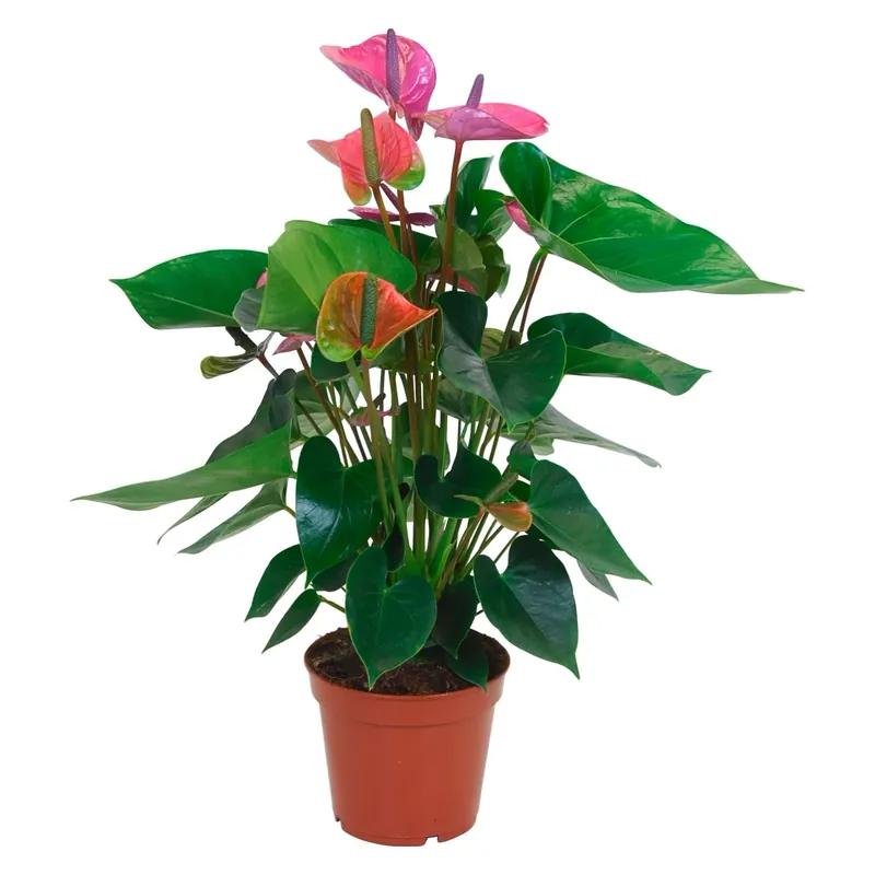 Anthurium andreanum lilla vaso Ø 17 cm