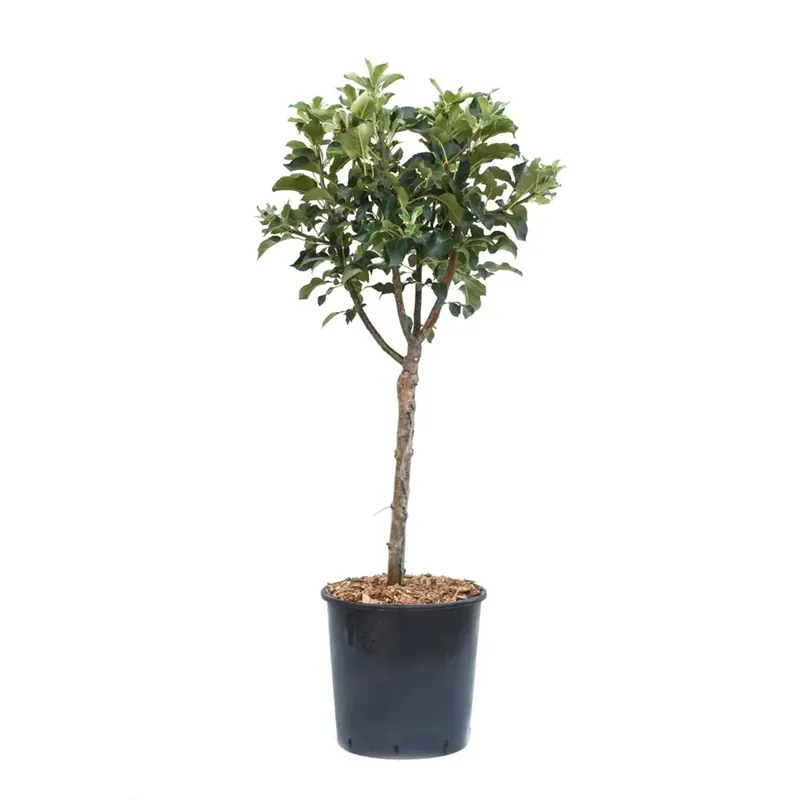 Melo nano - Malus domestica nano