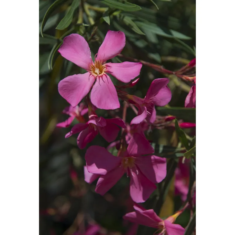 Nerium oleander cespuglio h cm 80/120 fucsia