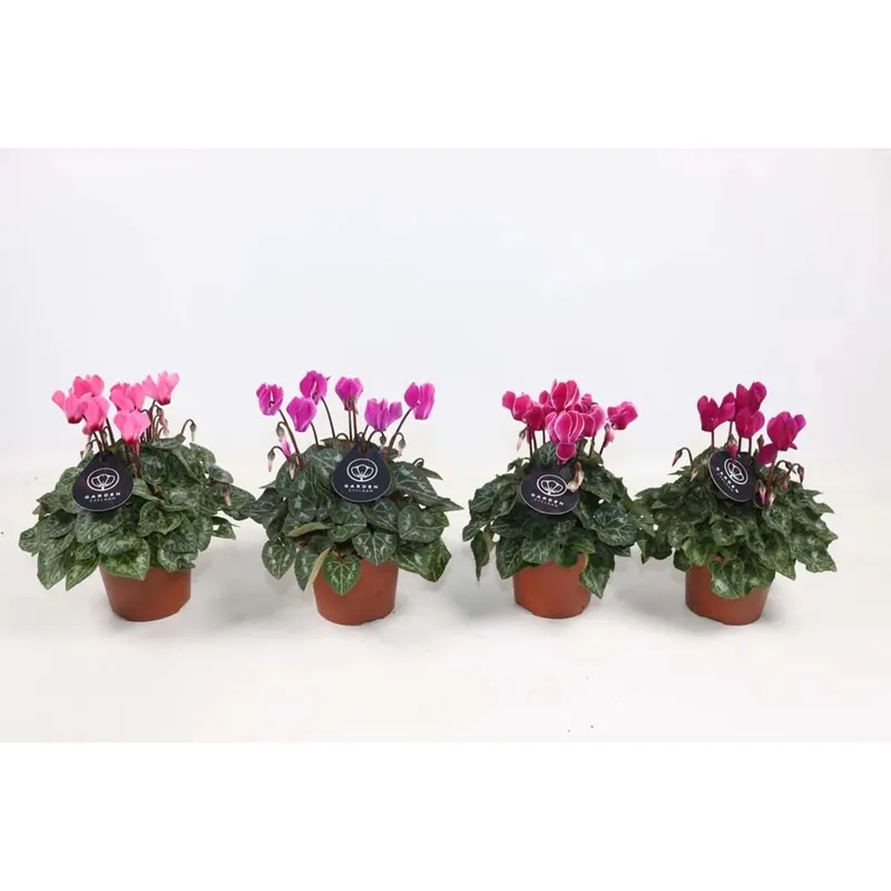 Ciclamino Garden Mix Vaso 10,5 cm
