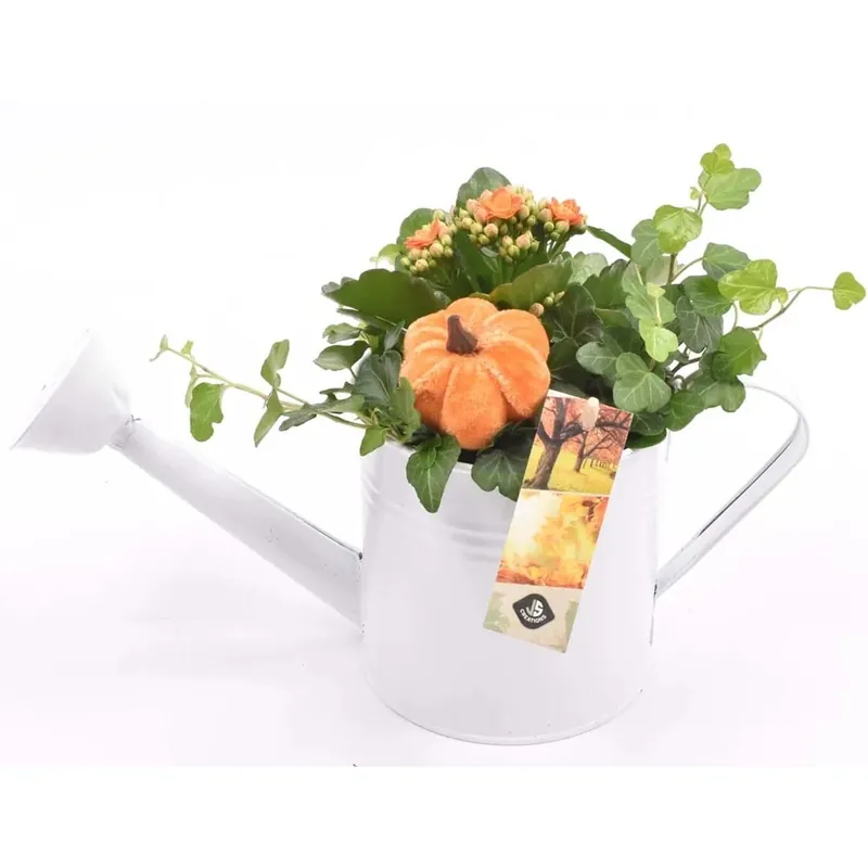Hedera Kalanchoe vaso 11 cm