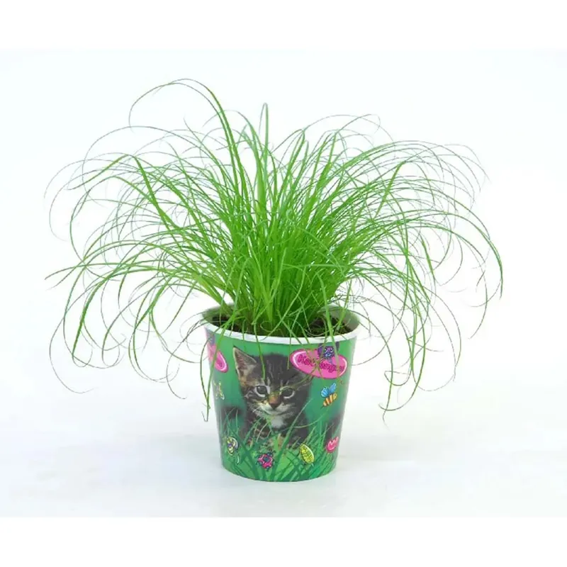 Cyperus Zumula vaso 12 cm