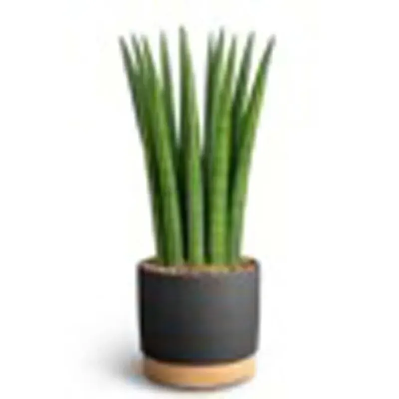 Philodendron White vaso 12 cm