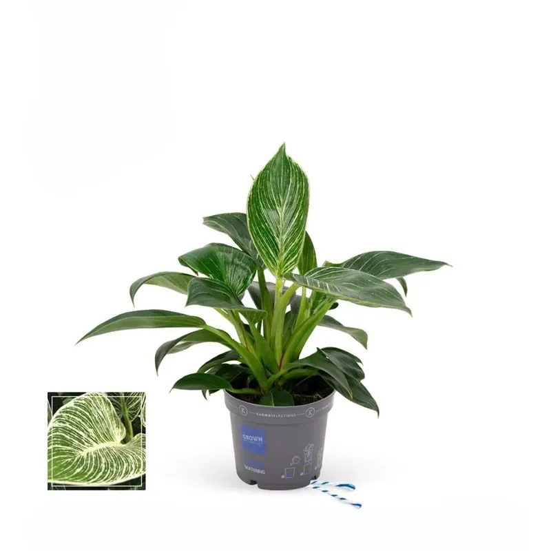 Philodendron White Wave Vaso 12 cm
