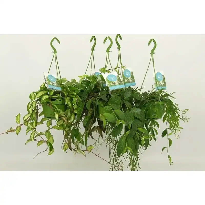 Piantein Basket Vaso 18 cm