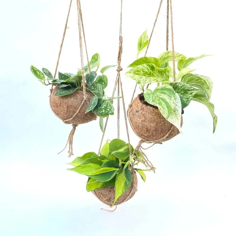 Scindapsus mix In Kokodama vaso 15 cm