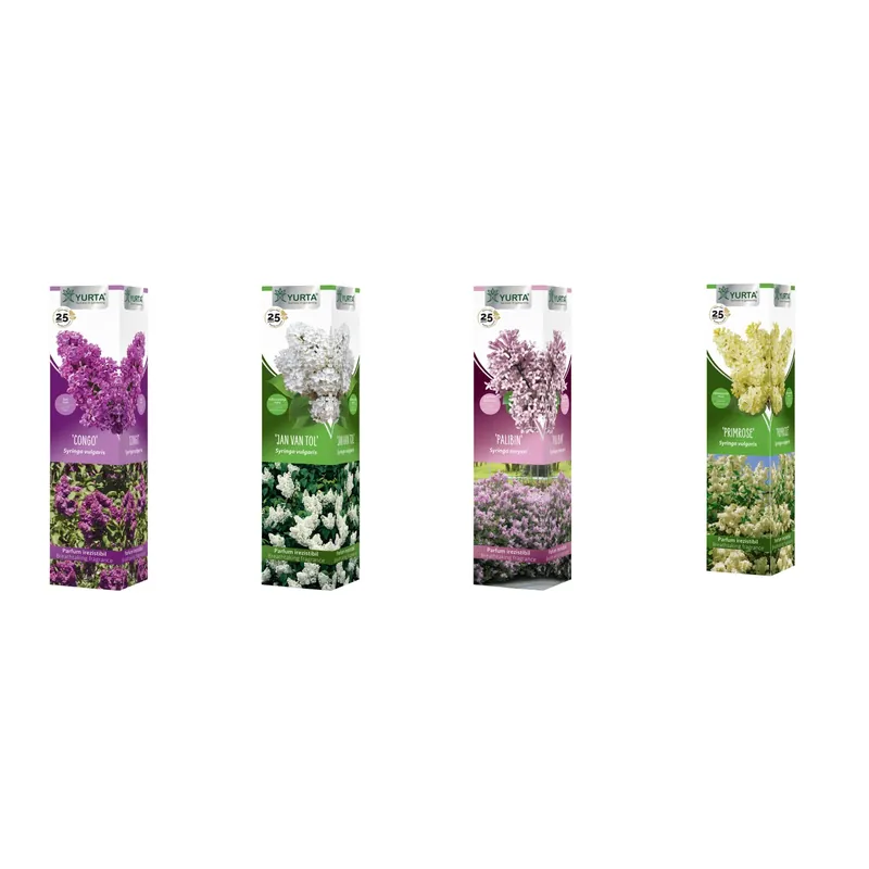 Syringa vulgaris mix