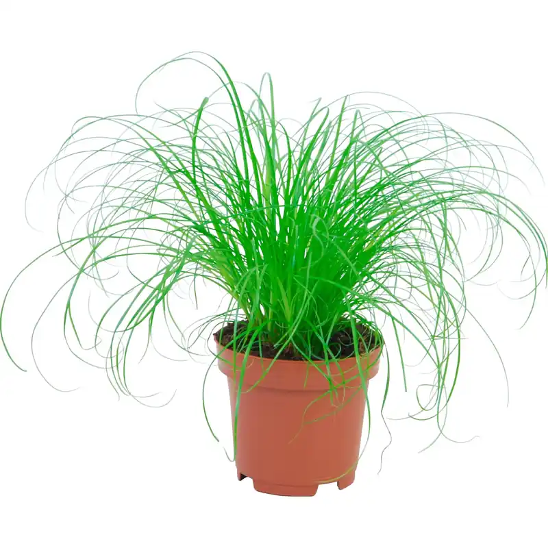 Erba cyperus zumula "erba gatta" Ø 12 cm