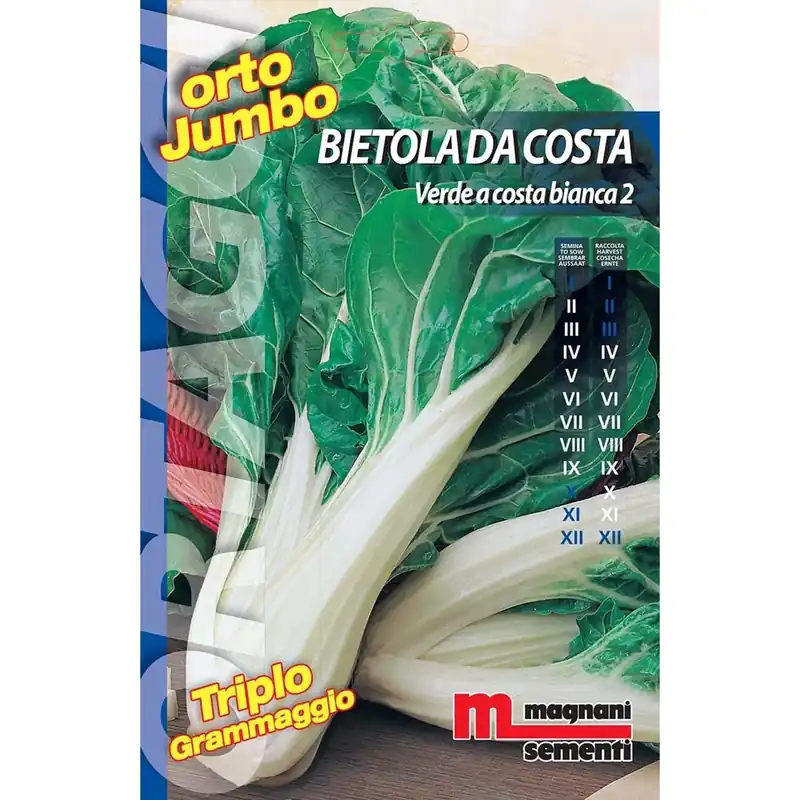 Semi orto jumbo Bietola da costa verde