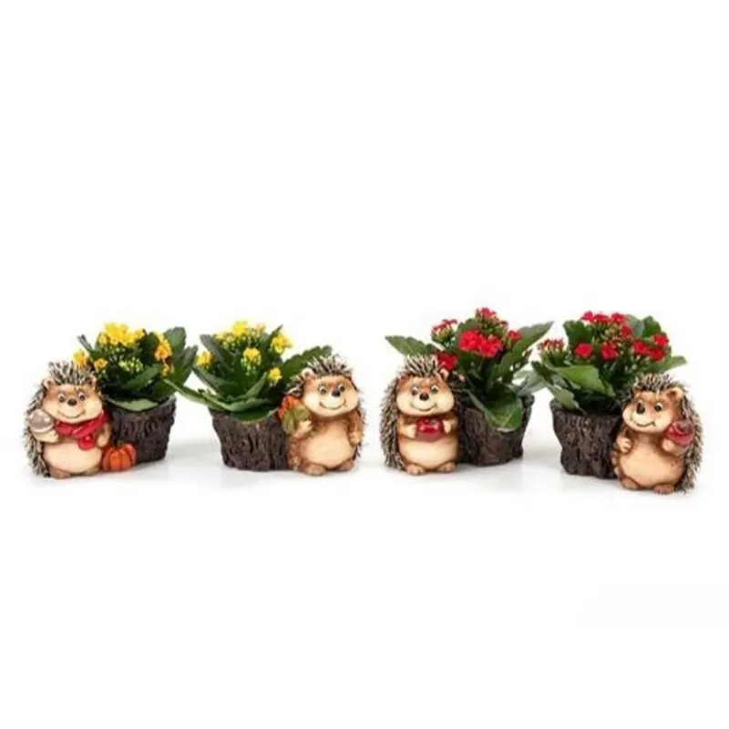 Kalanchoe Riccio Ceramica vaso 6 cm