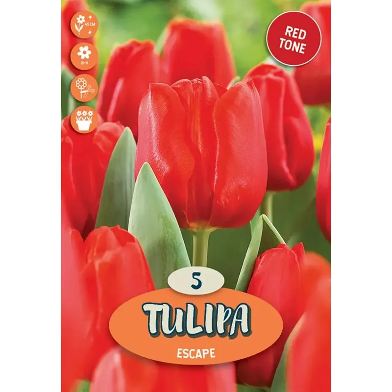 Tulipano trionfo fuga rosso