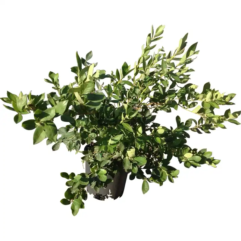 Mirtilli 40/60 cm