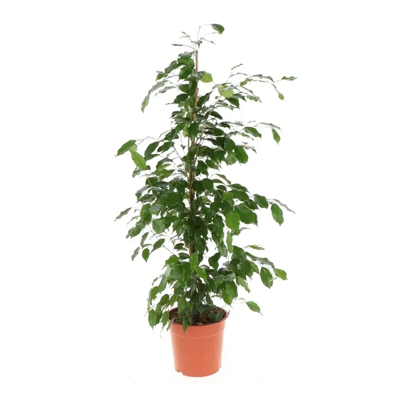 Ficus Exotica Vaso 24 cm