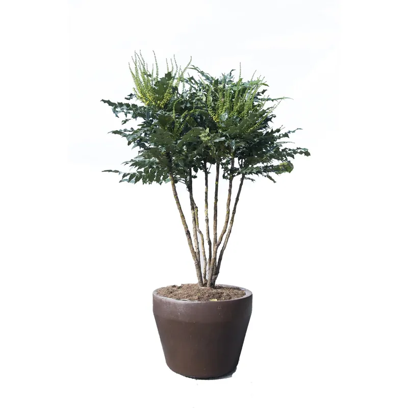 Mahonia x media "Charity" multitronco
