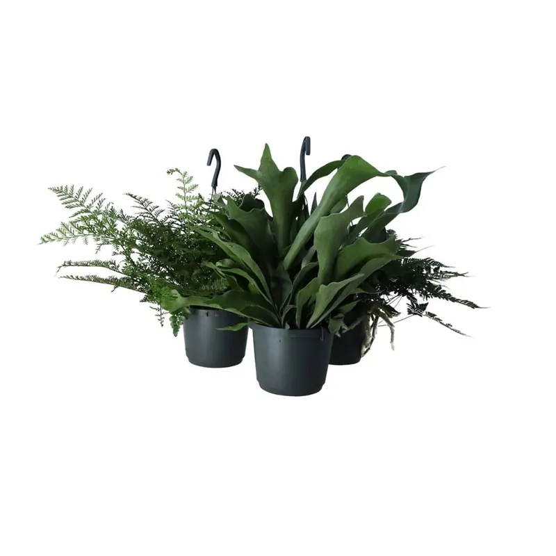 Felcemix Vaso 17 cm