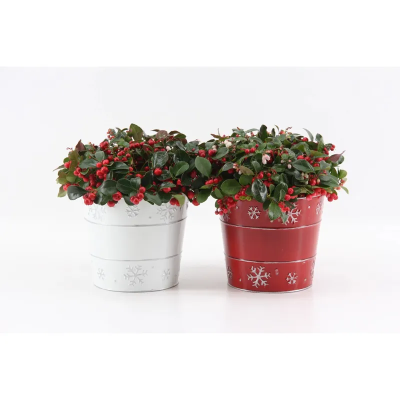 Gaultheria Procumbens Big Berry con vaso in zinco Ø cm 17