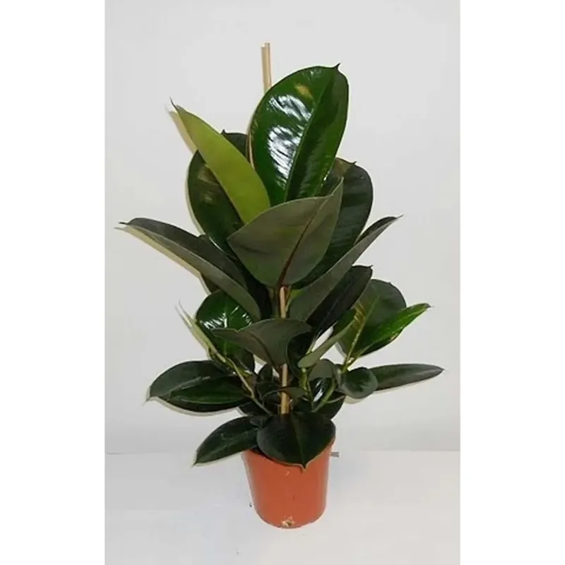 Ficus robusta vaso 18 cm