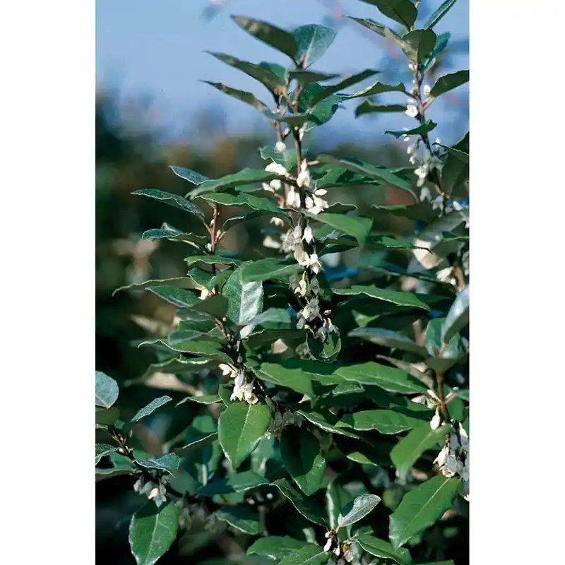 Elaeagnus x ebbingei