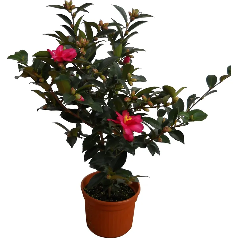 Camelia sasanqua h 50 cm