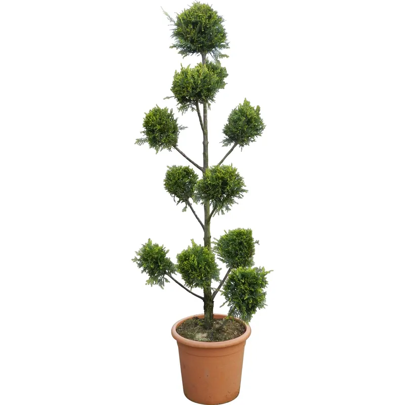 Cipresso Castlewelland Gold H140 cm vaso 24 l