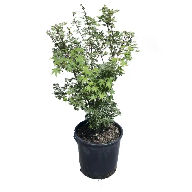 Acero palmato Crippsi cespuglio h 100/150 cm