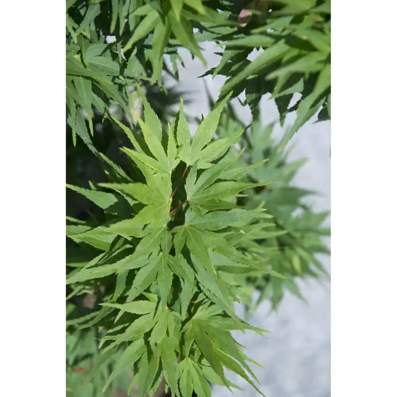 Acero palmato Mikawa Yatsubusa mini alberetto h 90 cm