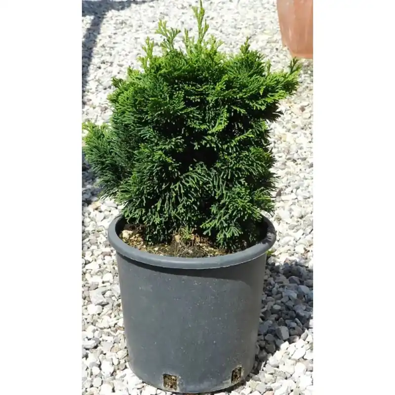 Cipresso giapponese Nana Gracilis