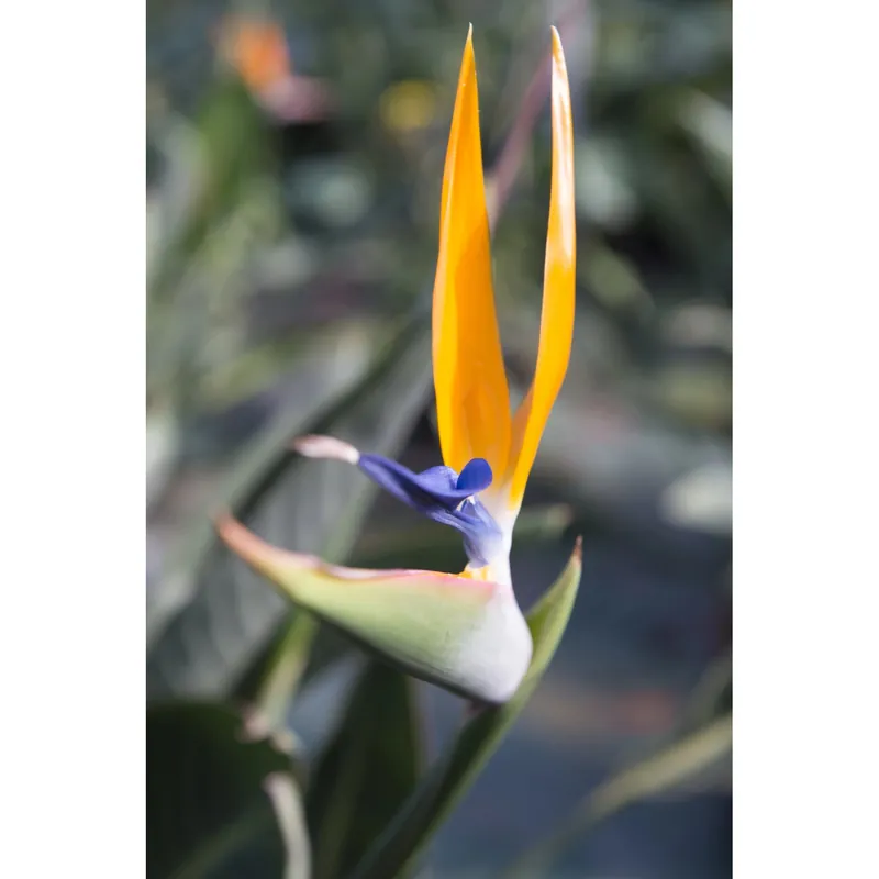 Strelitzia reginae h cm 80/100