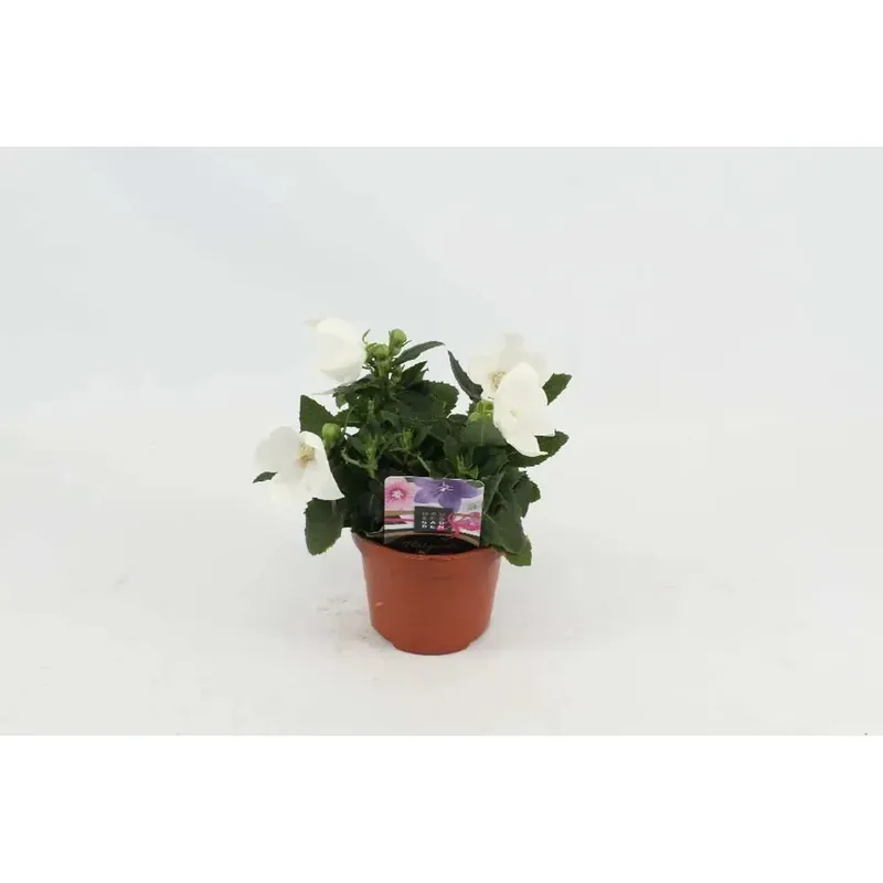 Platycodon Gradiflorus Bianco vaso 12 cm