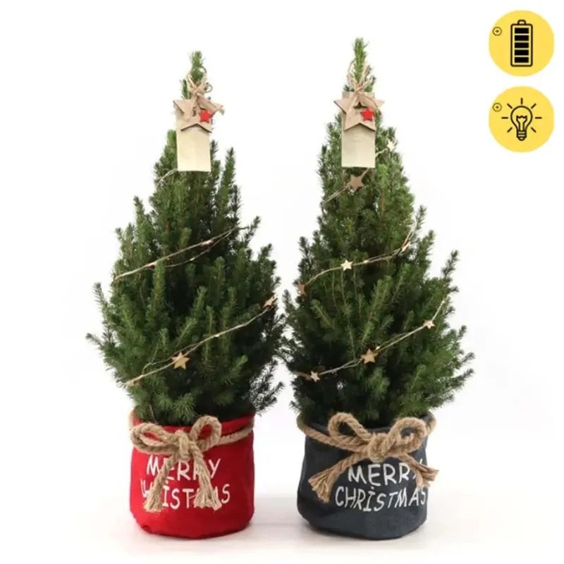 Picea December Vaso 21 cm