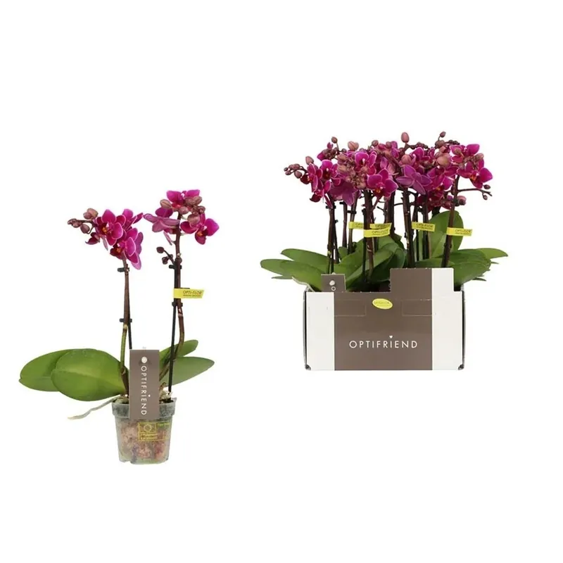 Phalenopsis Mini Rosso Vaso 7 cm