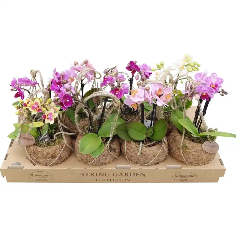 Orchidea Phalaenopsis 2 rami in Kokodama