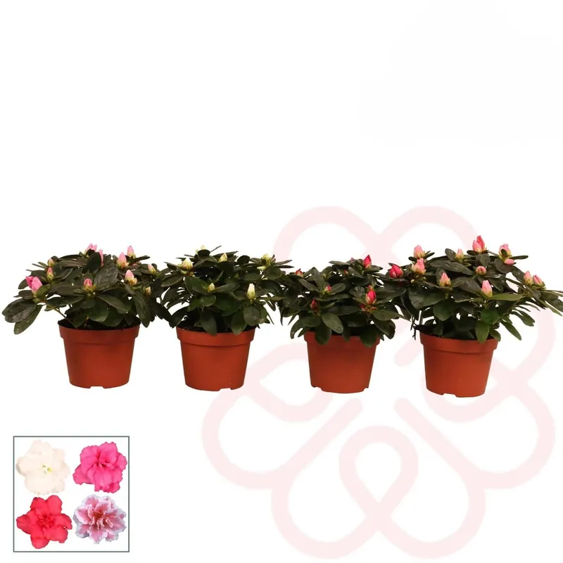 Azalea flandresse mista Vaso 10,5 cm