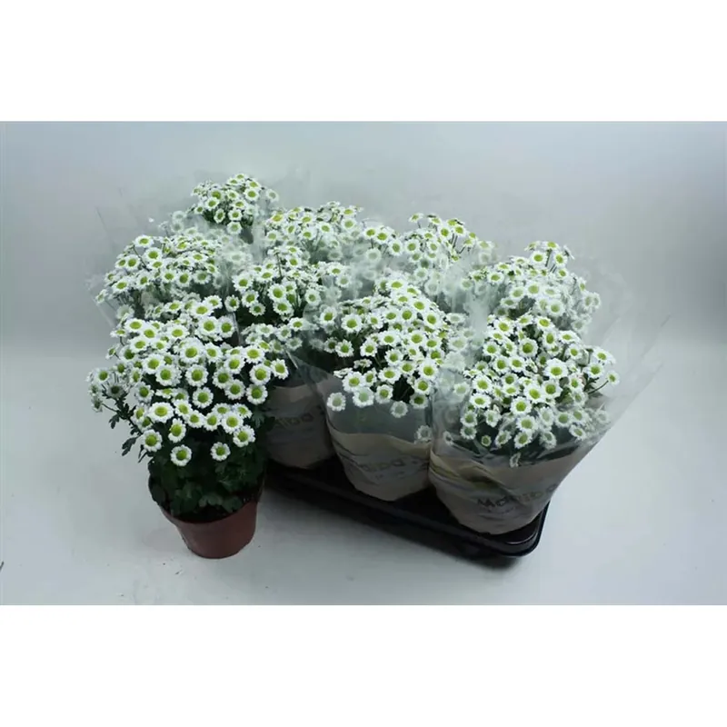 Crisantemoind Zemblaspraymix Vaso 13 cm