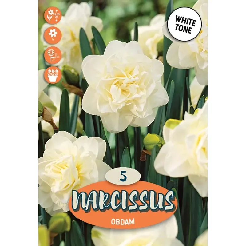 Narciso doppia obdam bianco