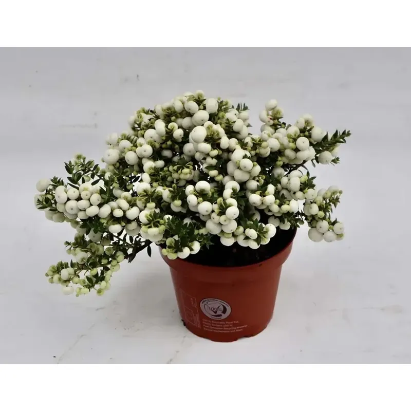 Pernettya mix In vaso 14 cm