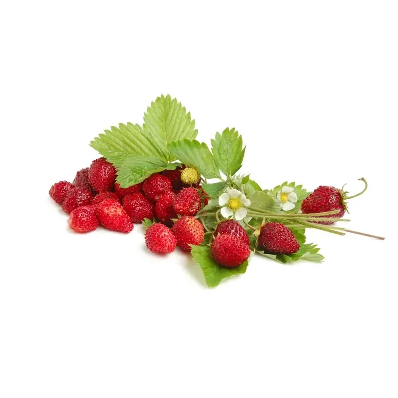 Fragola di bosco vaschetta 4 piante