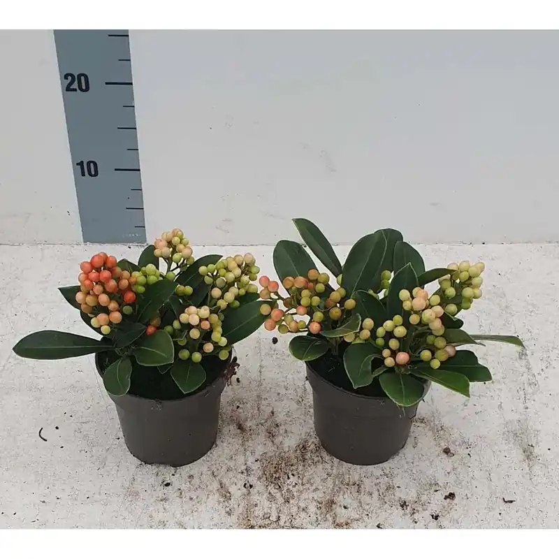 Skimmia Japonica Bacche Rosse Vaso 13 cm