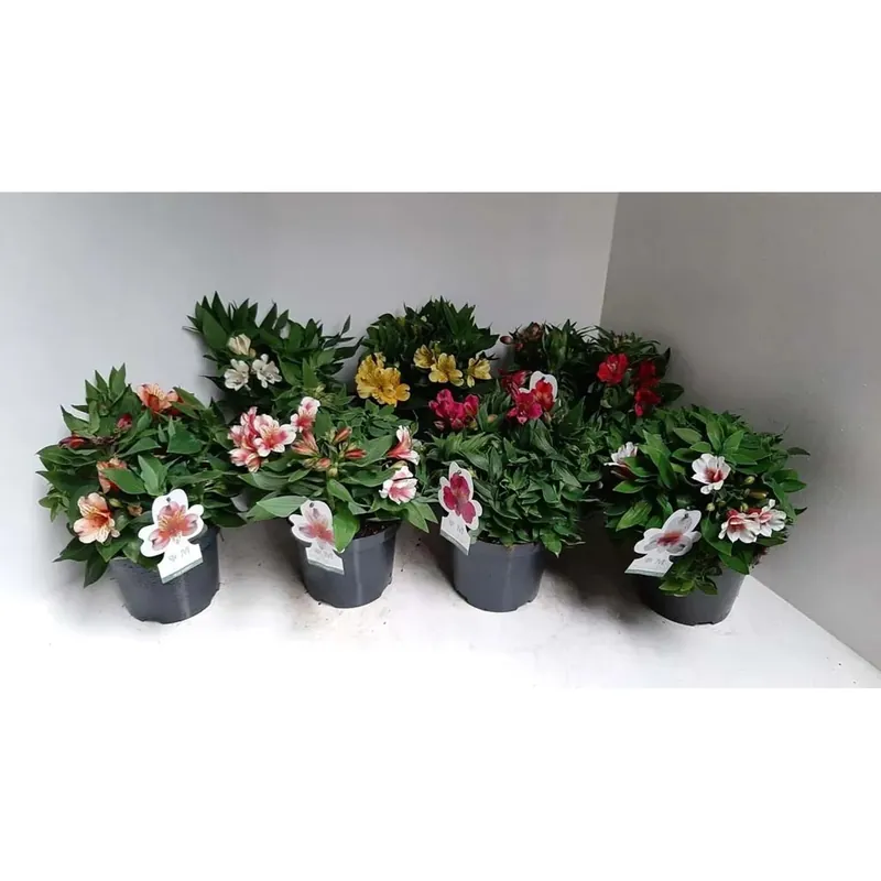 Alstroemer Ia Inticancha mix vaso 19 cm