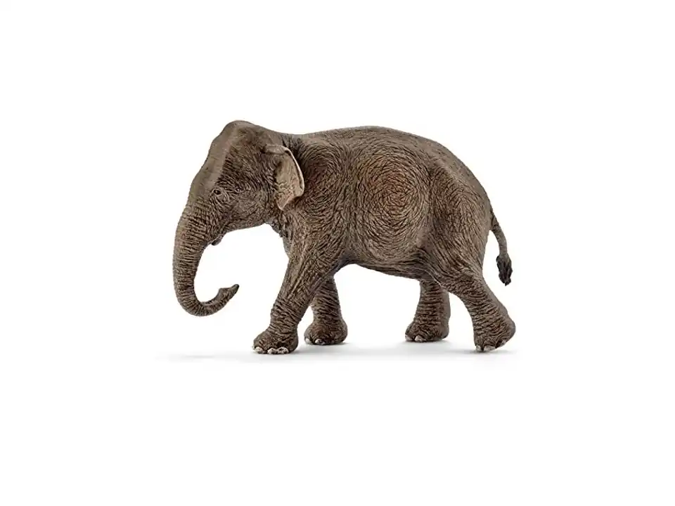 Femmina di elefante asiatico