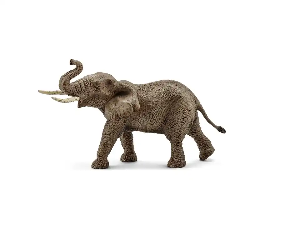 Elefante africano maschio